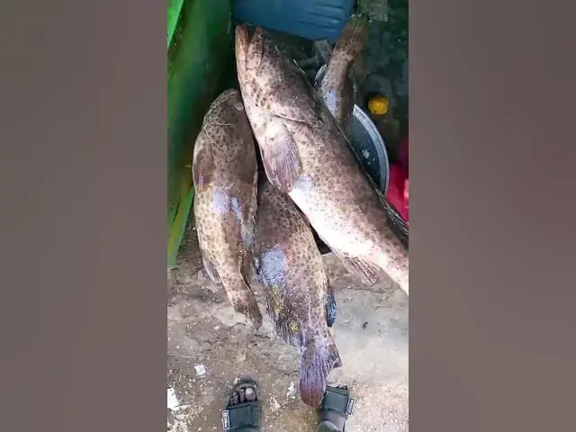 Video thumbnail for 26 sep 2025