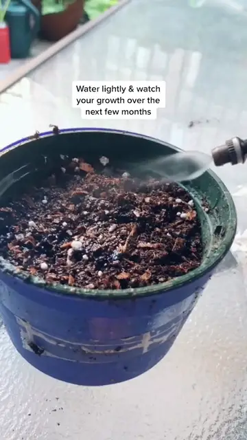 Video thumbnail for How To grow lychee trees