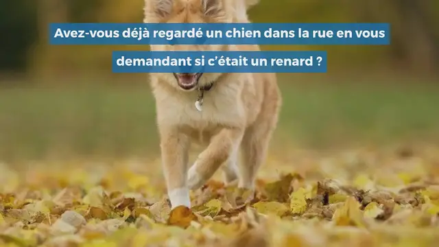 Video thumbnail for 8 races de chiens qui ressemblent à des renards