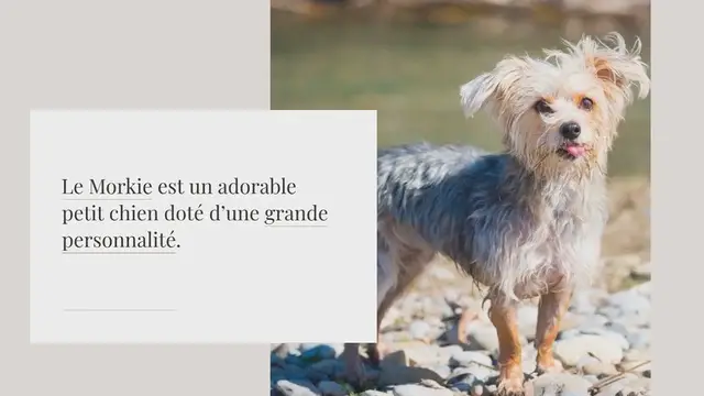 Video thumbnail for Morkie : tout savoir sur cette race de chien