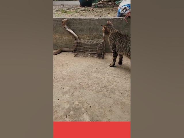 Video thumbnail for Chú chuột dính bẫy và hai kẻ săn mồi mp4