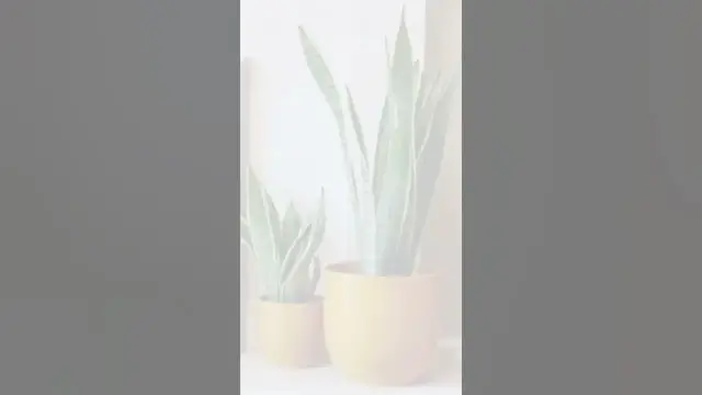 'Video thumbnail for 10 Best Indoor Plants for Your Health || #shorts #short'