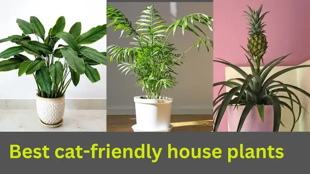 'Video thumbnail for Best cat friendly house plants || #cat #plants'