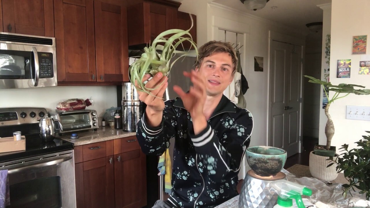 Video thumbnail for Air Plants: Everything You Need to Successfully Grow Tillandsia