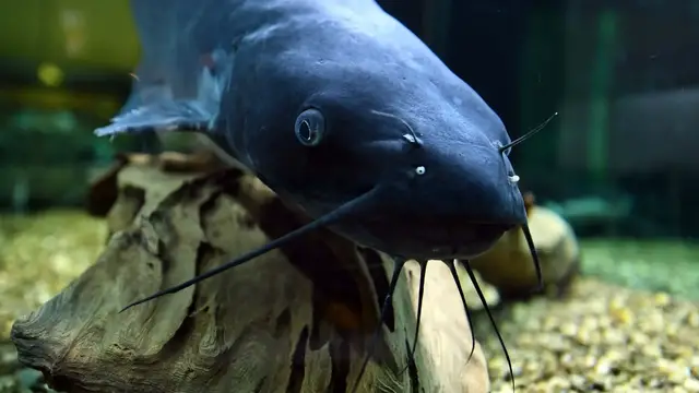 Video thumbnail for Blue catfish threaten Chesapeake Bay: Invasive fish put fisheries and local economy at risk