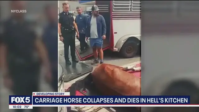 'Video thumbnail for Carriage horse dies after collapsing in Manhattan'