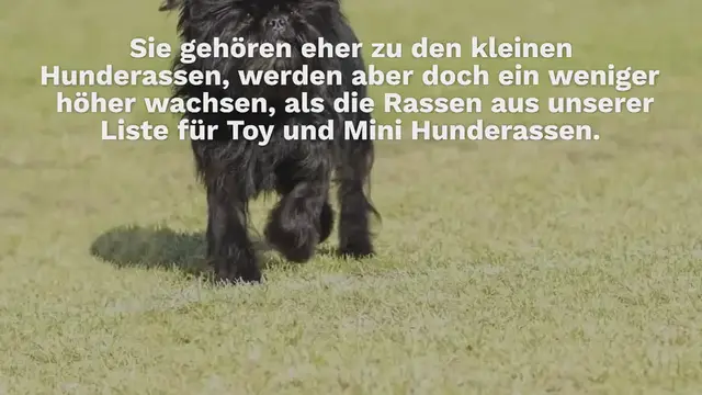 Video thumbnail for Top 6 Hunderassen bis 40 cm Schulterhöhe (mit Bildern & Infos)