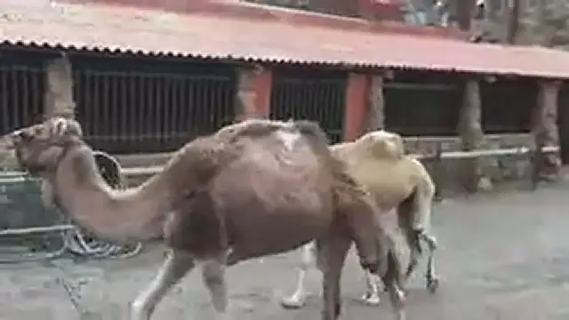 Video thumbnail for La Baranda Kamelsafari-Park Gran Canaria