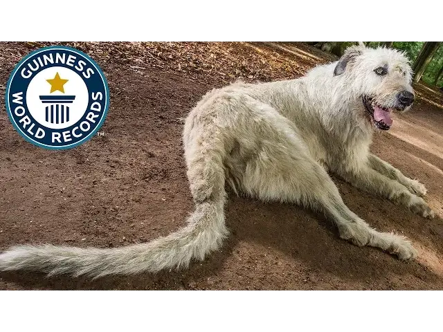 Video thumbnail for Dog with the longest tail