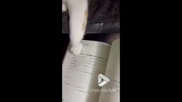 Video thumbnail for VV5044 Playful cat keeps interrupting owner’s study