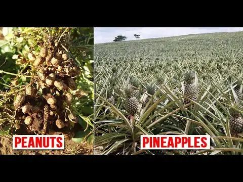 Video thumbnail for This Is How Everyday Foods Look Before They Are Harvested
