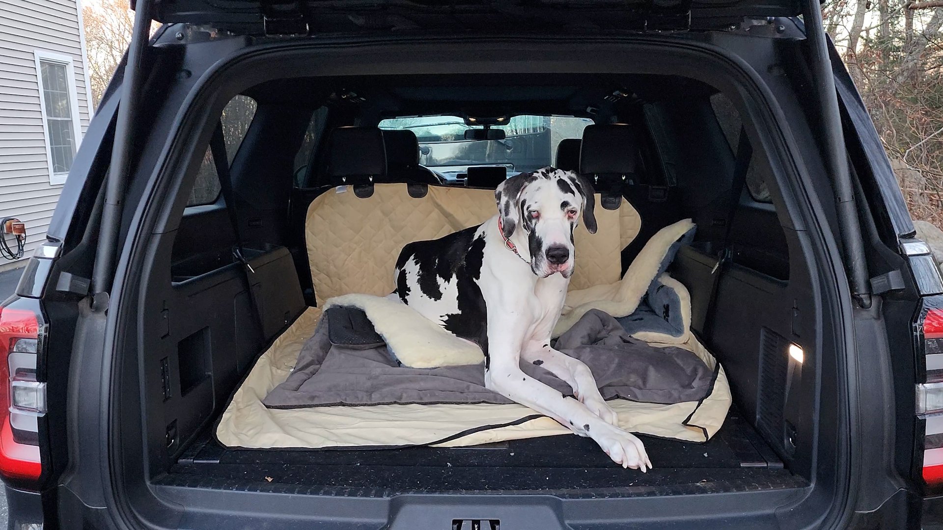 Video thumbnail for Tallest Living Dog Minnie The Great Dane Record