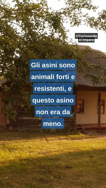 'Video thumbnail for Sii come l'asino'