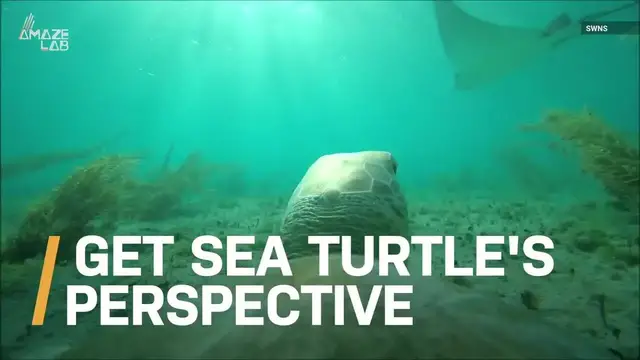 Video thumbnail for Sea Cam Reveals a Turtle's Unique Ocean Life