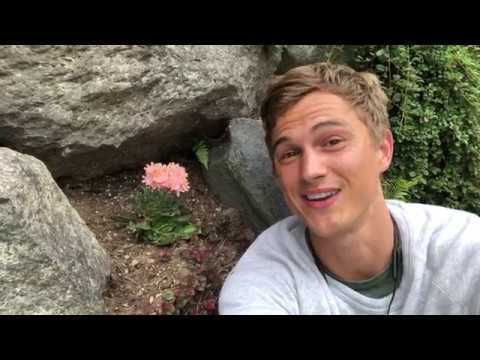 Video thumbnail for Lewisia aka Cliff Maids - perfect for rock gardens, drought tolerant gardens and xeriscapes