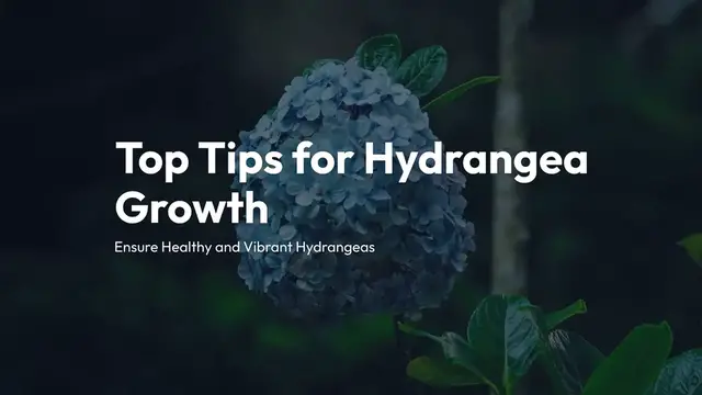 Video thumbnail for Top Tips for Hydrangea Growth