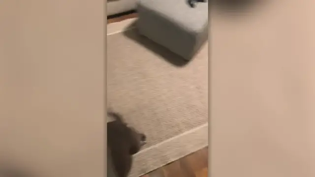 Video thumbnail for Rescue Dog Reunited With Navy Owner After Boot Camp | Happily TV