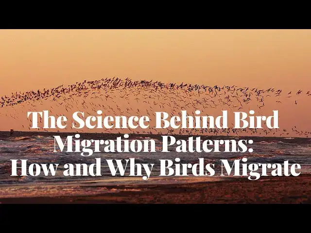 Video thumbnail for The Science Behind Bird Migration Patterns | How and Why Birds Migrate