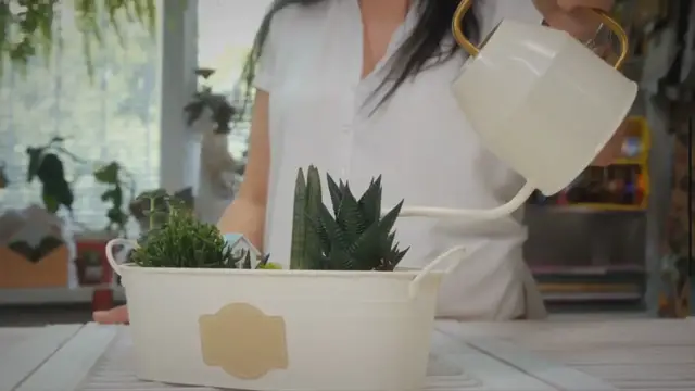 Video thumbnail for Greening Up Your Apartment with Plants in Every Room: Complete Guide