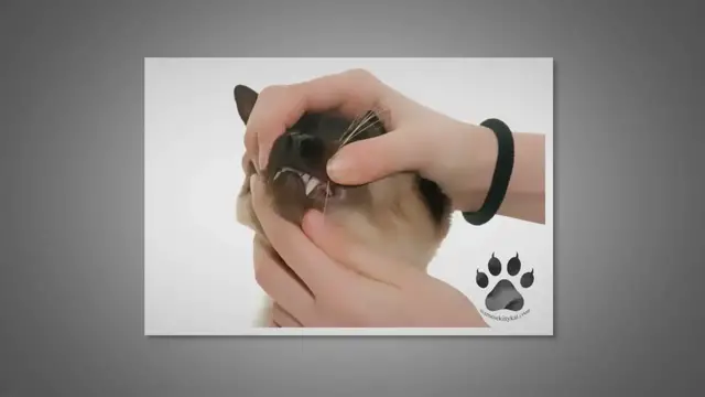 Video thumbnail for Dental Disease in Siamese Cats