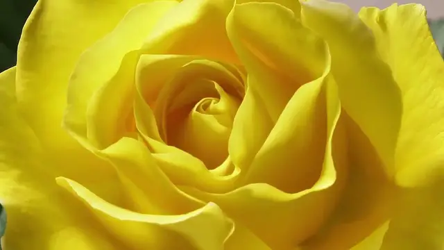 Video thumbnail for Low-Maintenance Flowering Shrubs