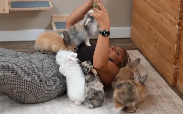 Video thumbnail for Road Trip Close To Home: Bunny café lets visitors meet adoptable rescue rabbits