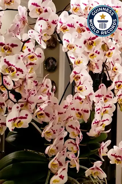Video thumbnail for Kevin Englisch's record-breaking orchid bloom with 159 flowers