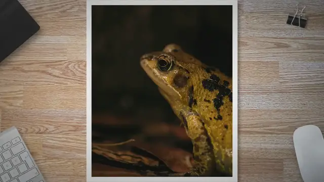 Video thumbnail for Life Cycle of A Frog: A Journey of Transformation