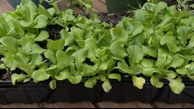 Video thumbnail for Is your lettuce dying? Here's why late summer could be the perfect time to try again