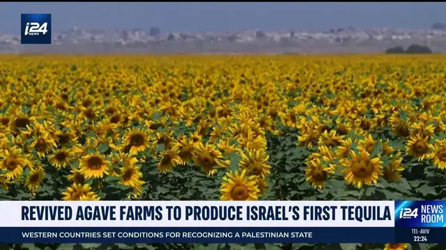 Video thumbnail for Revived agave farms to produce Israel's first tequila