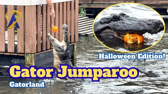 Video thumbnail for World Famous Gator Jumparoo Gets Pumpkins for Halloween!