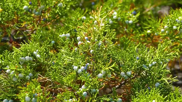 Video thumbnail for Juniper Pests and Diseases