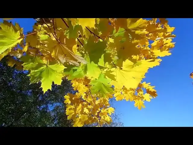 Video thumbnail for Mapple Leaf   Autumn Nature