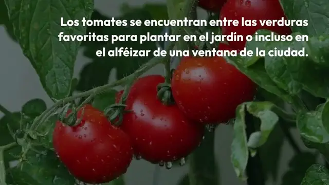 'Video thumbnail for Tomates, pepinos, calabacines duplicados con este ingrediente que tienes en la cocina'