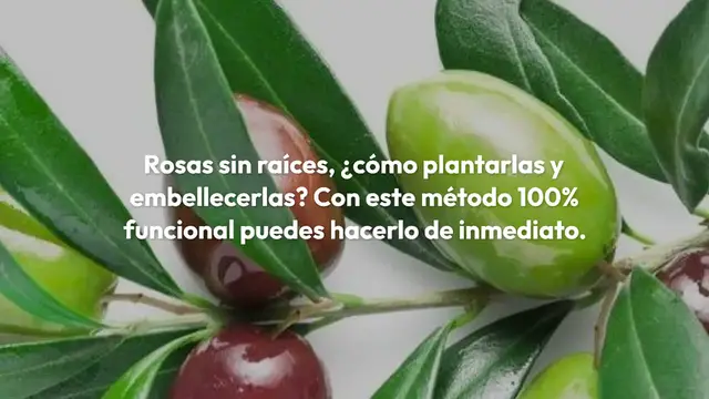 Video thumbnail for Rosas, cómo plantarlas sin raíces: el método 100% funcional revelado
