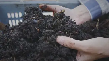 'Video thumbnail for Cabbages: Unlocking the Secrets to Cultivating Enormous Cabbages in Your Own BackyardUntitled'
