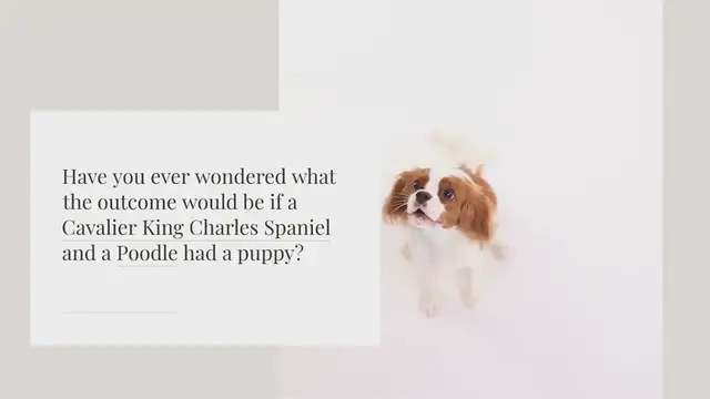 Video thumbnail for Cavapoo: everything you should know about this mixed breed
