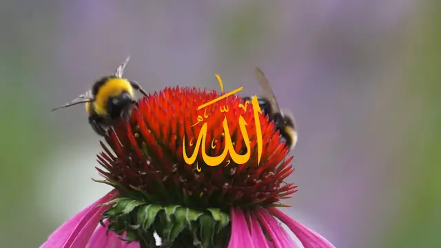 'Video thumbnail for Tilawat e Qural 4 Qul Recitation '