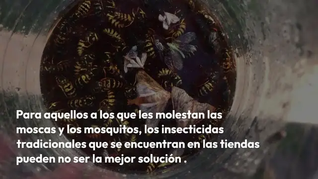 Video thumbnail for He aquí cómo hacer una trampa para moscas y mosquitos en casa: solo toma unos minutos