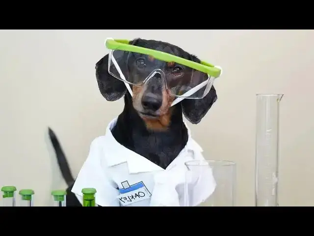 Video thumbnail for The Science of Your Dog by Doggozila Magazine