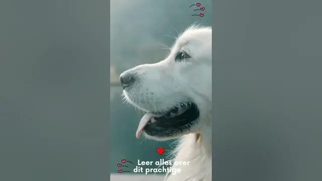 'Video thumbnail for Leer alles over je favoriete huisdieren'