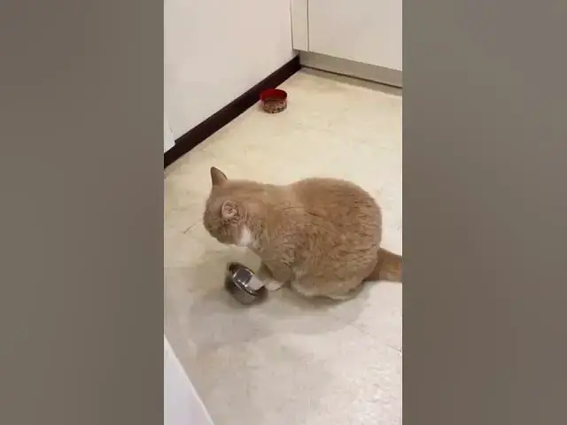 'Video thumbnail for funny cat videos try not to laugh #shorts'