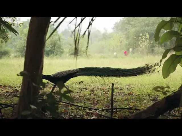 Video thumbnail for Peacock wings