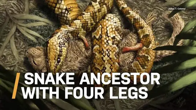 Video thumbnail for A closer look at Tetrapodophis, the four-legged hugging snake.