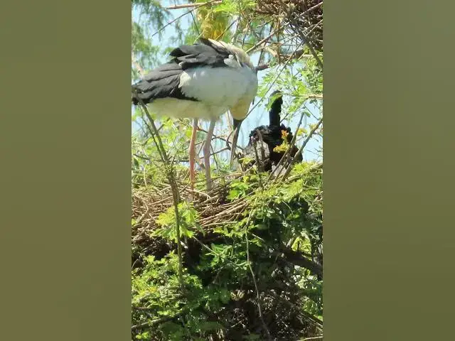 'Video thumbnail for Wow Nice Gain Bird A lot  EP 44 #birds #nestbird #birdalot #birdfeed #birdeat'