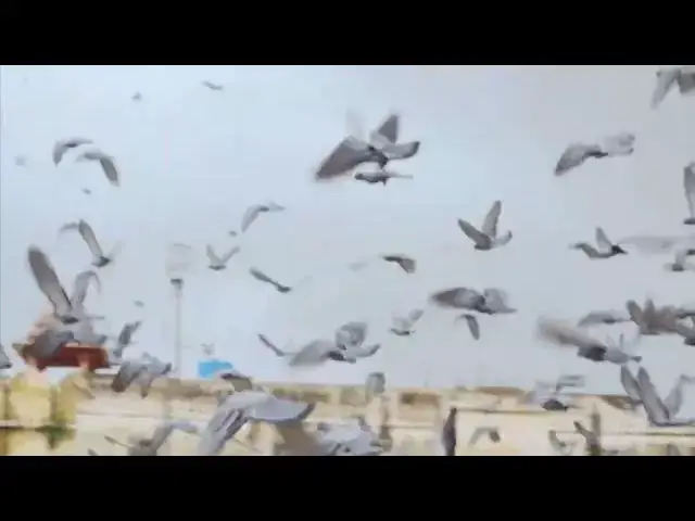 Video thumbnail for Flock of Birds