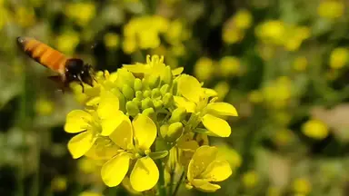 'Video thumbnail for Bees collect honey!'