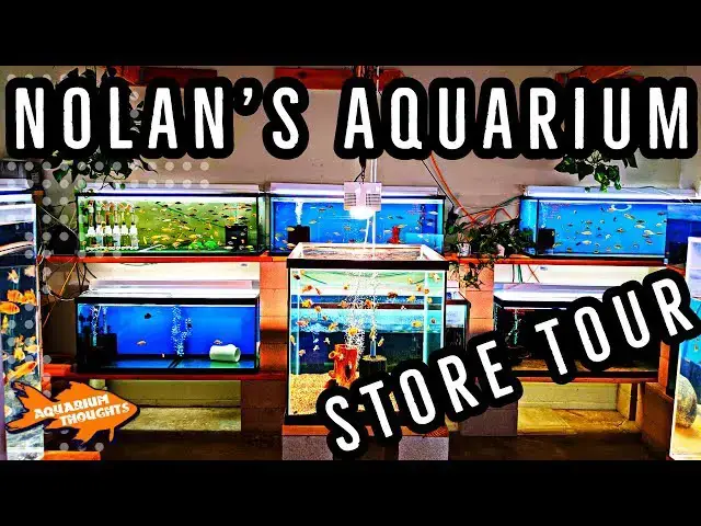 Video thumbnail for Fish Store Tour | Nolan's Aquarium - Santa Ana, CA