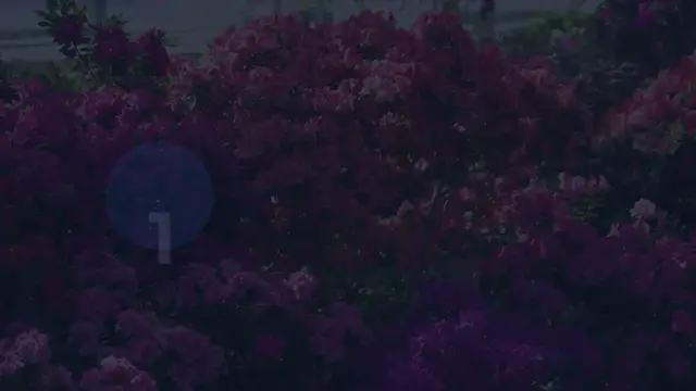 Video thumbnail for Azaleas vs. Rhododendrons