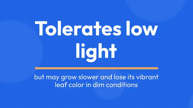 Video thumbnail for Spider Plant Care Tips